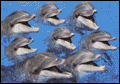 DOLPHINS